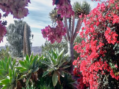 Finca Ferienwohnung Teneriffa Gemeinde Arico Gartenblick